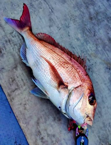 タイの釣果