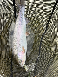 トラウトの釣果