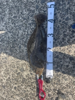 ヒラメの釣果