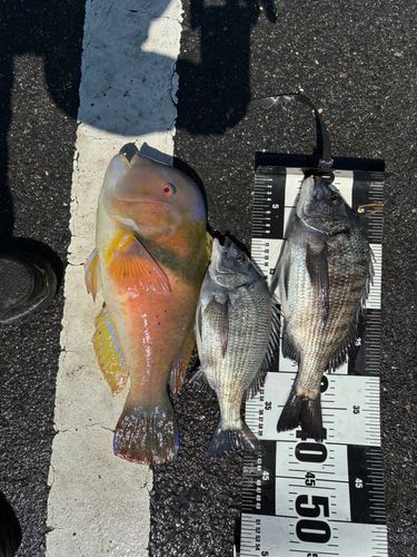 チヌの釣果
