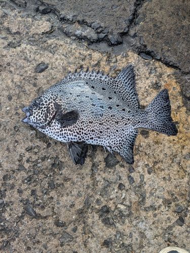 イシガキダイの釣果