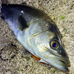 フッコ（マルスズキ）の釣果