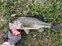 ラージマウスバスの釣果