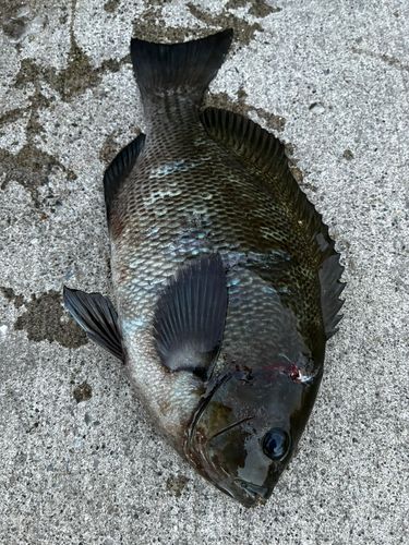 メジナの釣果