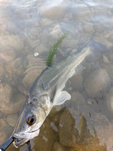 マルスズキの釣果
