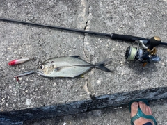 ギンガメアジの釣果