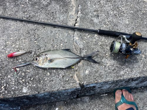 ギンガメアジの釣果