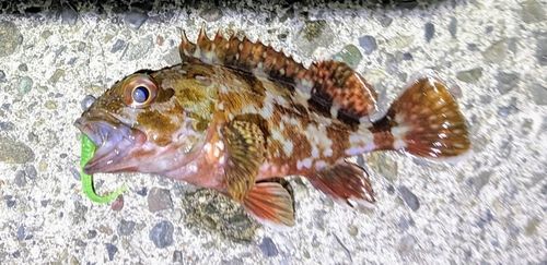 カサゴの釣果