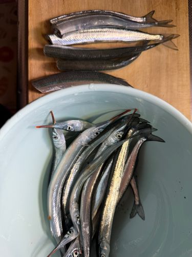 サヨリの釣果