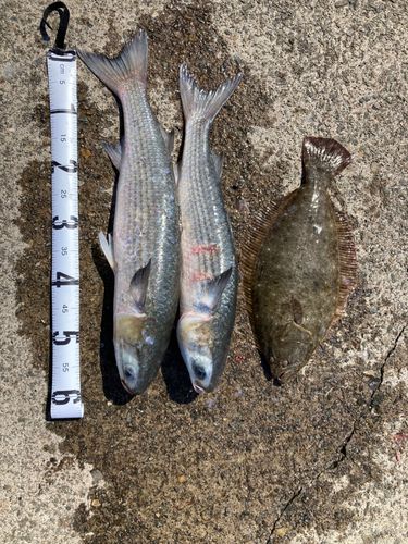 ヒラメの釣果