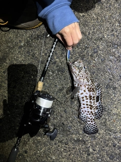 オオモンハタの釣果