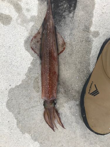 釣果