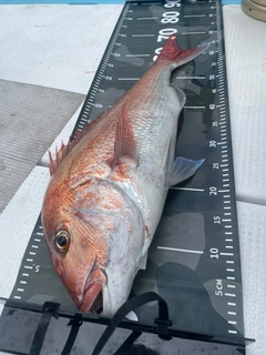 マダイの釣果