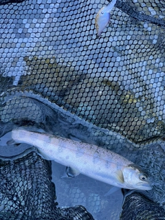 ニジマスの釣果