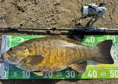 スモールマウスバスの釣果