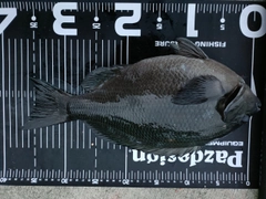 メジナの釣果