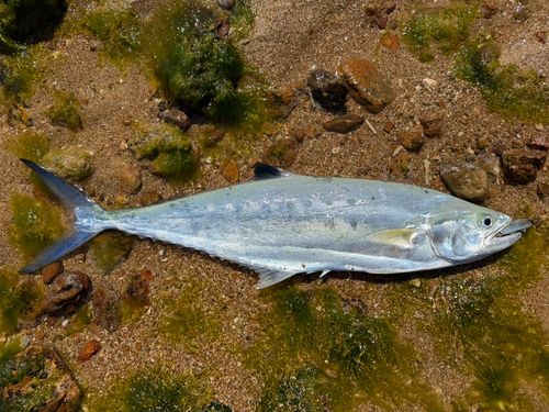 イケカツオの釣果