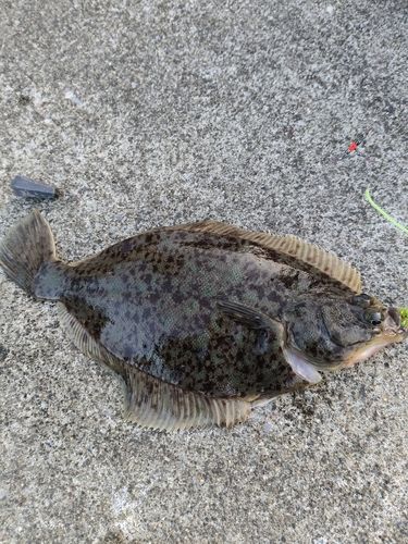 カレイの釣果