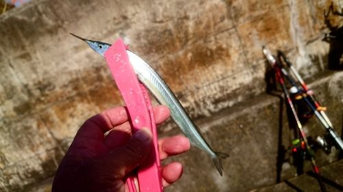 サヨリの釣果