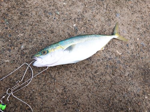 ツバイソの釣果