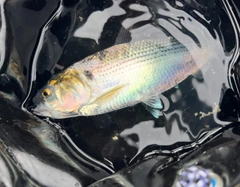 コノシロの釣果