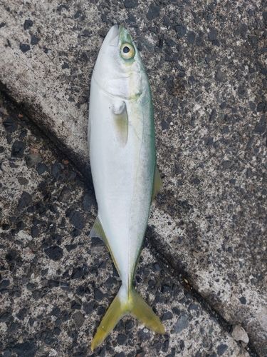 ツバスの釣果