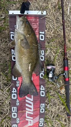 スモールマウスバスの釣果