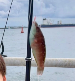 アカササノハベラの釣果