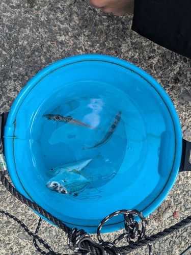 イトヒキヒイラギの釣果