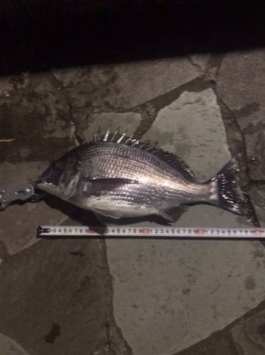 クロダイの釣果