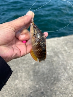 アカササノハベラの釣果