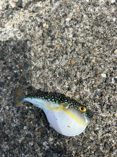 クサフグの釣果