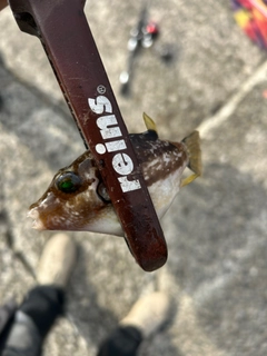 キタマクラの釣果