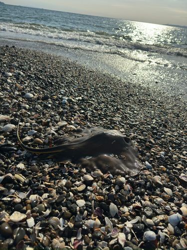 アカエイの釣果
