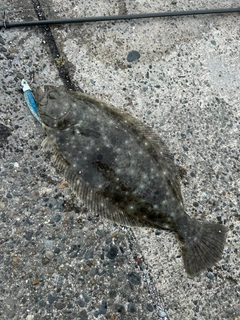 ヒラメの釣果