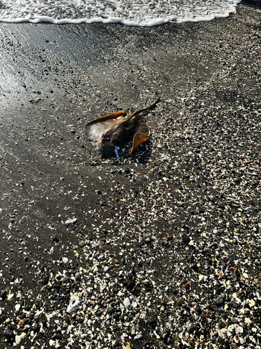 アカエイの釣果