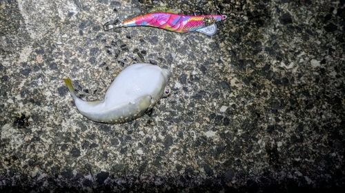 クサフグの釣果