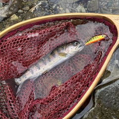 ヤマメの釣果