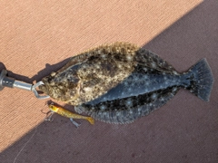 ヒラメの釣果