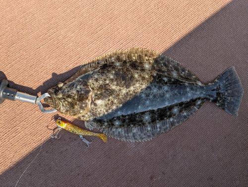 ヒラメの釣果
