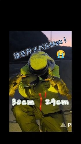 メバルの釣果