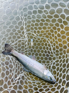 ニジマスの釣果