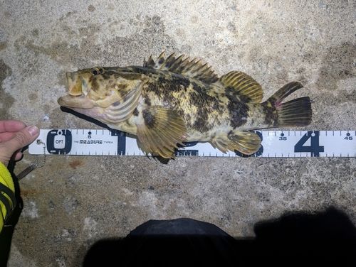 タケノコメバルの釣果