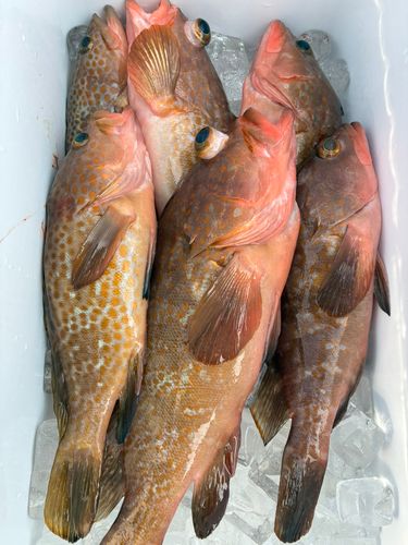 アコウの釣果