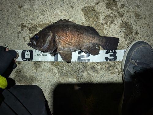 メバルの釣果