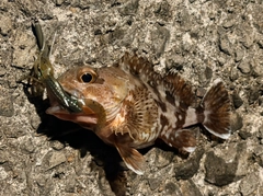 アラカブの釣果