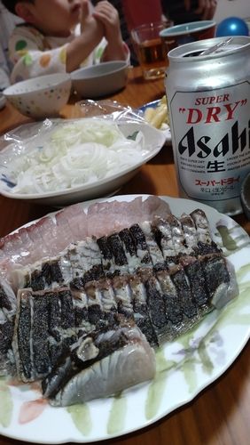 サゴシの釣果