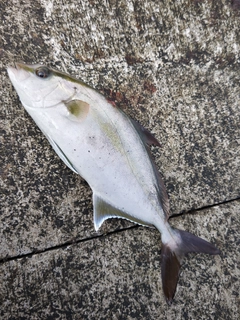 カンパチの釣果