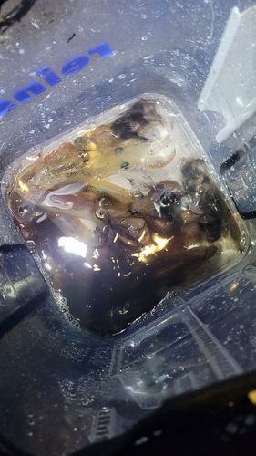クロガシラガレイの釣果
