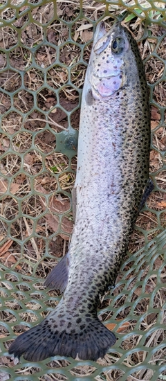 ニジマスの釣果